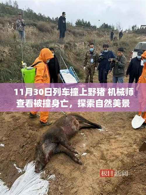 列车偶遇野猪事故,机械师之死与自然探索的启示