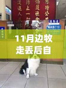 边牧独自报案展现智商,警犬天赋还是独特行为深度解析?