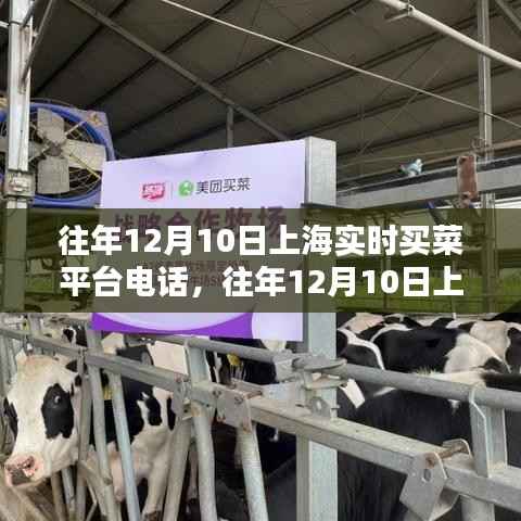 往年12月10日上海实时买菜平台热线,便捷生活一键购菜服务电话汇总
