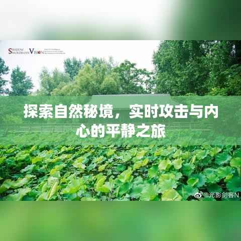 自然秘境探索,攻击与内心平静的双重旅程