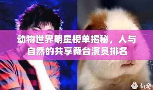 动物世界明星榜单揭秘,人与自然的共享舞台演员排名