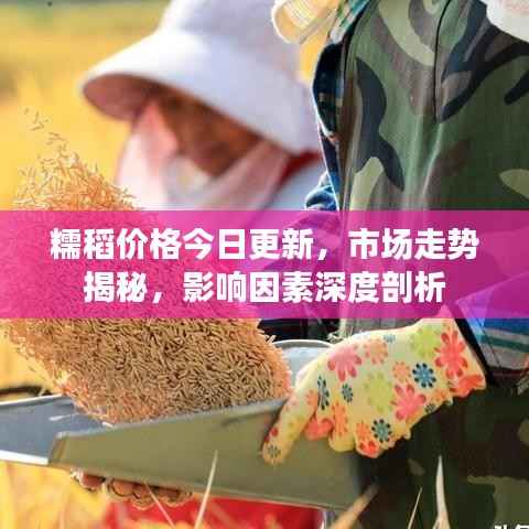 糯稻价格今日更新,市场走势揭秘,影响因素深度剖析