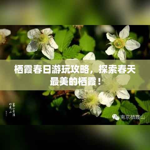 栖霞春日游玩攻略,探索春天最美的栖霞!