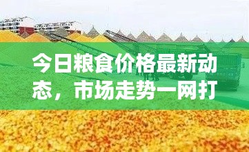 今日粮食价格最新动态,市场走势一网打尽!