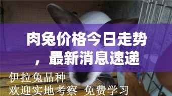 肉兔价格今日走势,最新消息速递