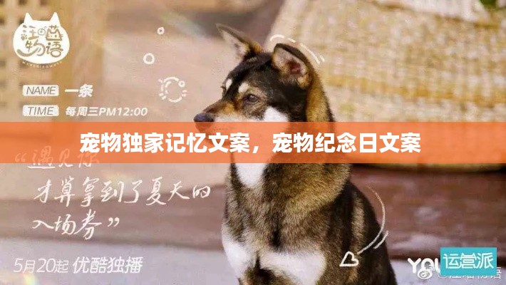 宠物独家记忆文案,宠物纪念日文案