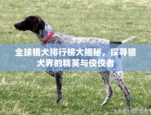 全球猎犬排行榜大揭秘,探寻猎犬界的精英与佼佼者