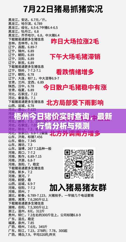 梧州今日猪价实时查询,最新行情分析与预测